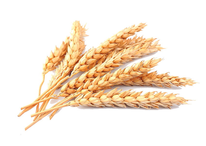 wheat3