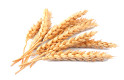 wheat3